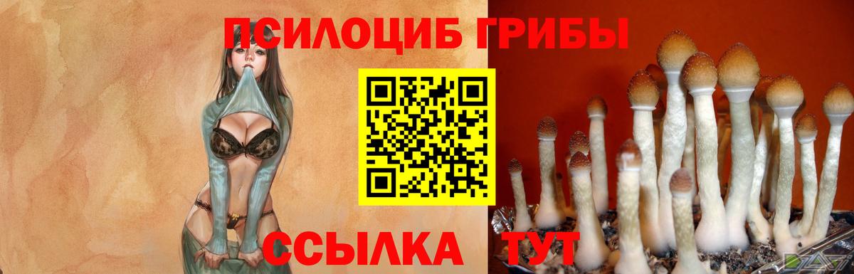 Ессентуки  Галлюциногенные грибы Cubensis  Вход с VPN 